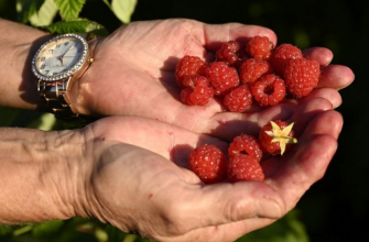 Čerstvé maliny v rukách - bohatý zdroj vitamínov a minerálov, ktoré podporujú zdravie.