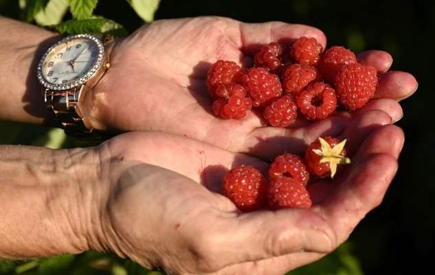 Čerstvé maliny v rukách - bohatý zdroj vitamínov a minerálov, ktoré podporujú zdravie.